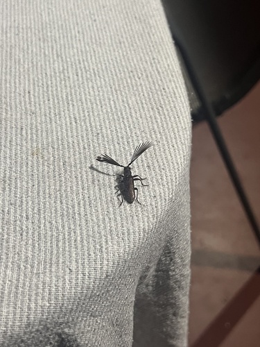 Piesarthrius brevicornis