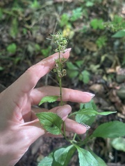 Asyneuma japonicum, photograph (c) Tatyana Petrenko, some rights reserved (CC BY)