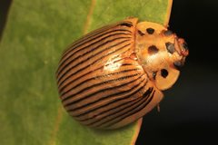 Paropsisterna intacta