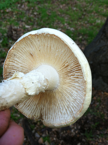 Western Destroying Angel