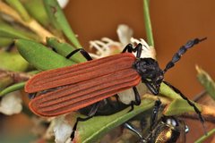 Pseudolycus rufipennis