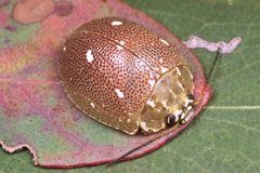 Paropsis aegrota
