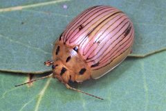 Paropsisterna interlita