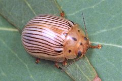 Paropsisterna trimaculata