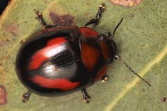 Paropsisterna erudita