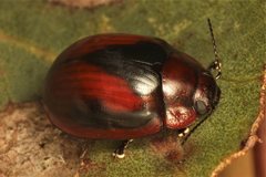 Paropsisterna erudita