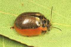 Paropsisterna agricola