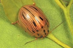 Paropsisterna interlita