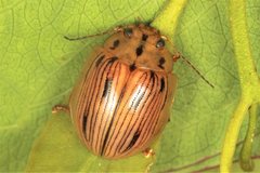 Paropsisterna interlita