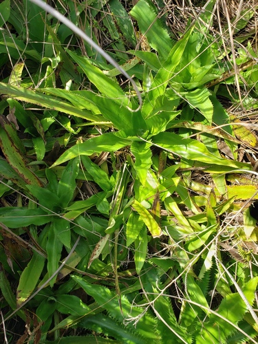 Eryngium serra