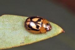 Peltoschema hamadryas