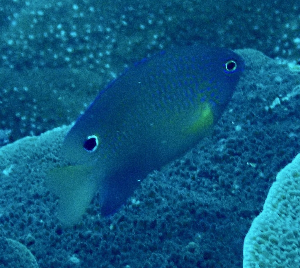 Ocellate Damselfish