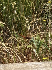 Sympetrum illotum