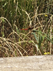 Sympetrum illotum