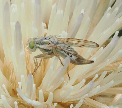 Terellia occidentalis photo 5