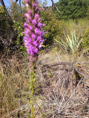 Liatris aestivalis
