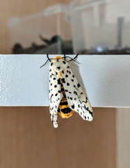 Alpenus investigatorum