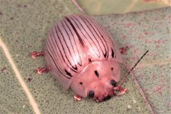 Paropsisterna trimaculata