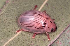 Paropsisterna trimaculata