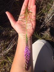 Liatris aestivalis