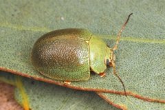 Paropsis glauca