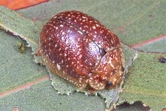 Paropsis variolosa