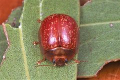 Paropsisterna atalanta