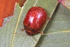 Paropsisterna atalanta