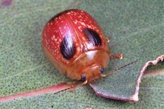 Paropsisterna atalanta