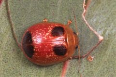 Paropsisterna atalanta