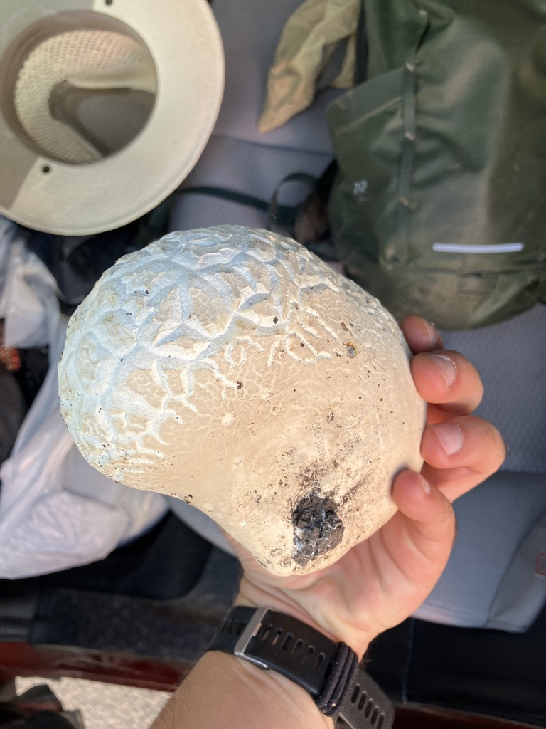 Western Giant Puffball from N Bullard St, Silver City, NM, US on ...