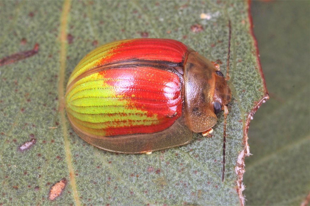 Paropsisterna hectica (Leaf Beetles (Chrysomelinae) of Victoria ...