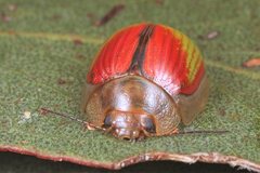 Paropsisterna hectica