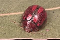 Paropsisterna vittata