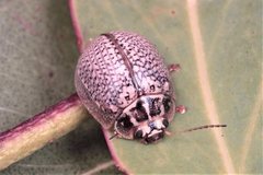 Paropsisterna decolorata