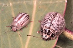 Paropsisterna decolorata