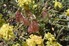 Astragalus whitneyi