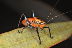 Metholce nigritarsis