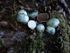 Rossbeevera pachydermis