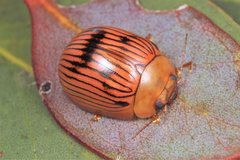 Paropsisterna variabilis