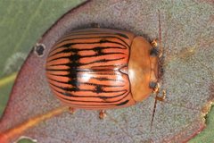 Paropsisterna variabilis