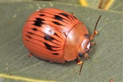 Paropsisterna variabilis