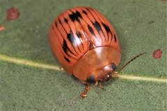 Paropsisterna variabilis