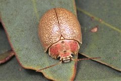 Paropsis roseola