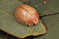 Paropsis roseola