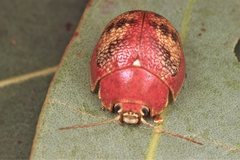 Paropsis carnosa