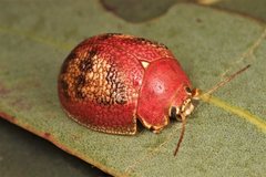 Paropsis carnosa