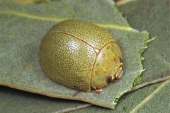 Paropsis glauca