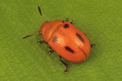 Calomela crassicornis