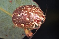Paropsis geographica